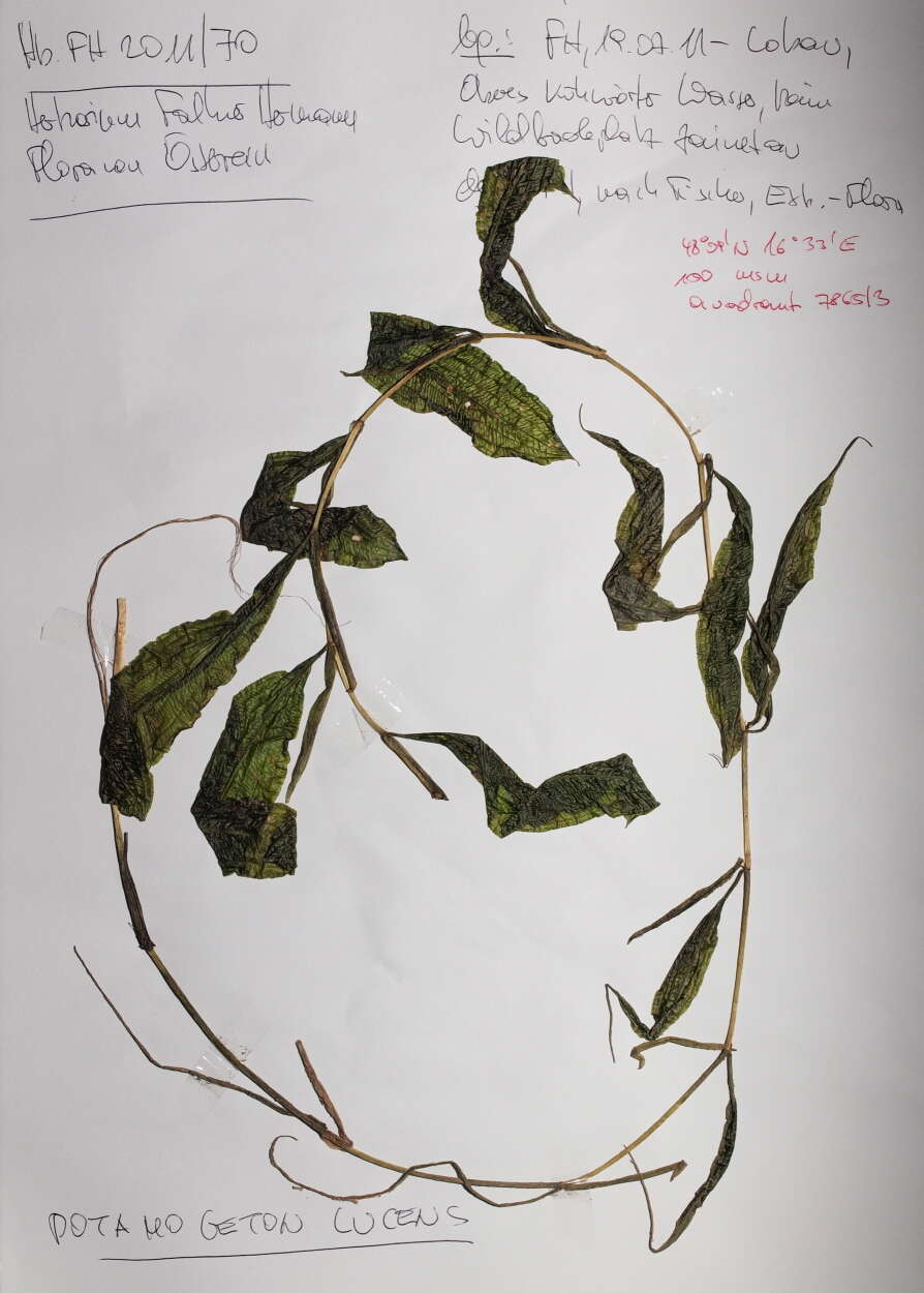 Image of pondweed