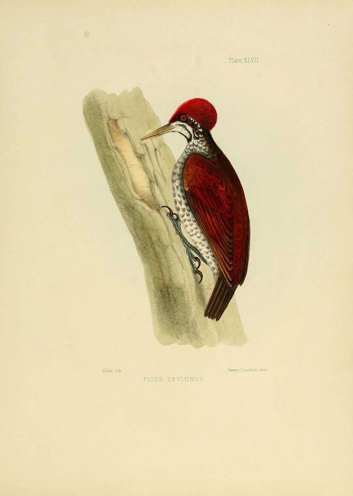 Image of Black-rumped Flameback