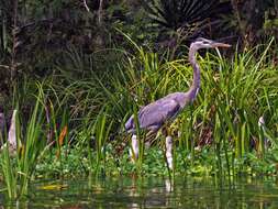 Image of Ardea Linnaeus 1758