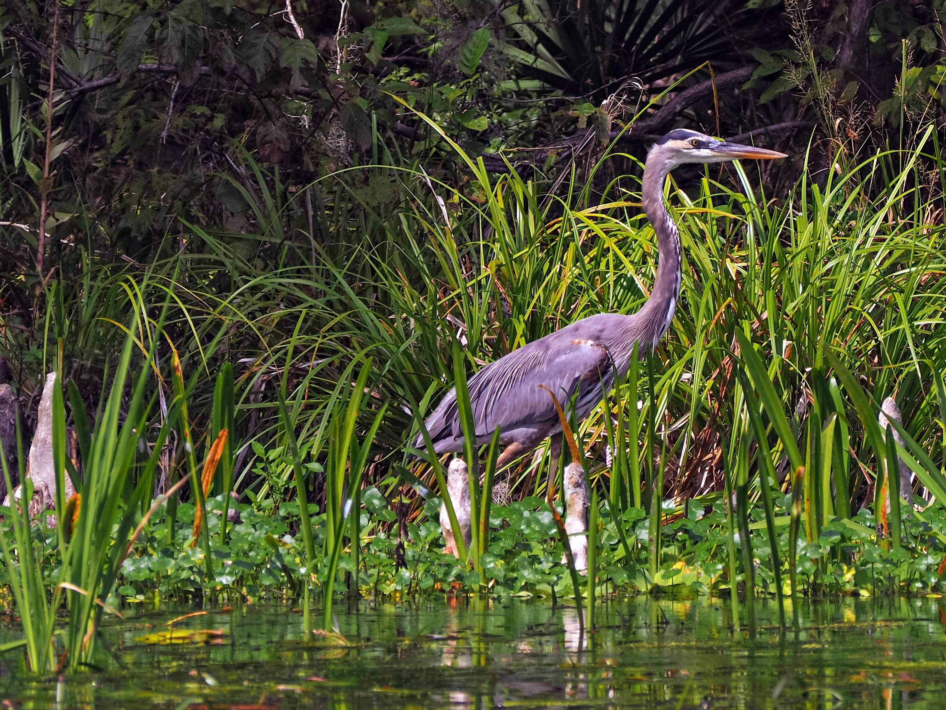 Image of Ardea Linnaeus 1758