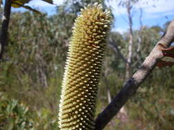 Image of Banksia oblongifolia Cav.