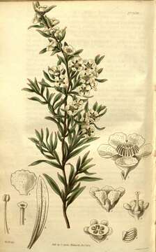 Image of Australian wild may