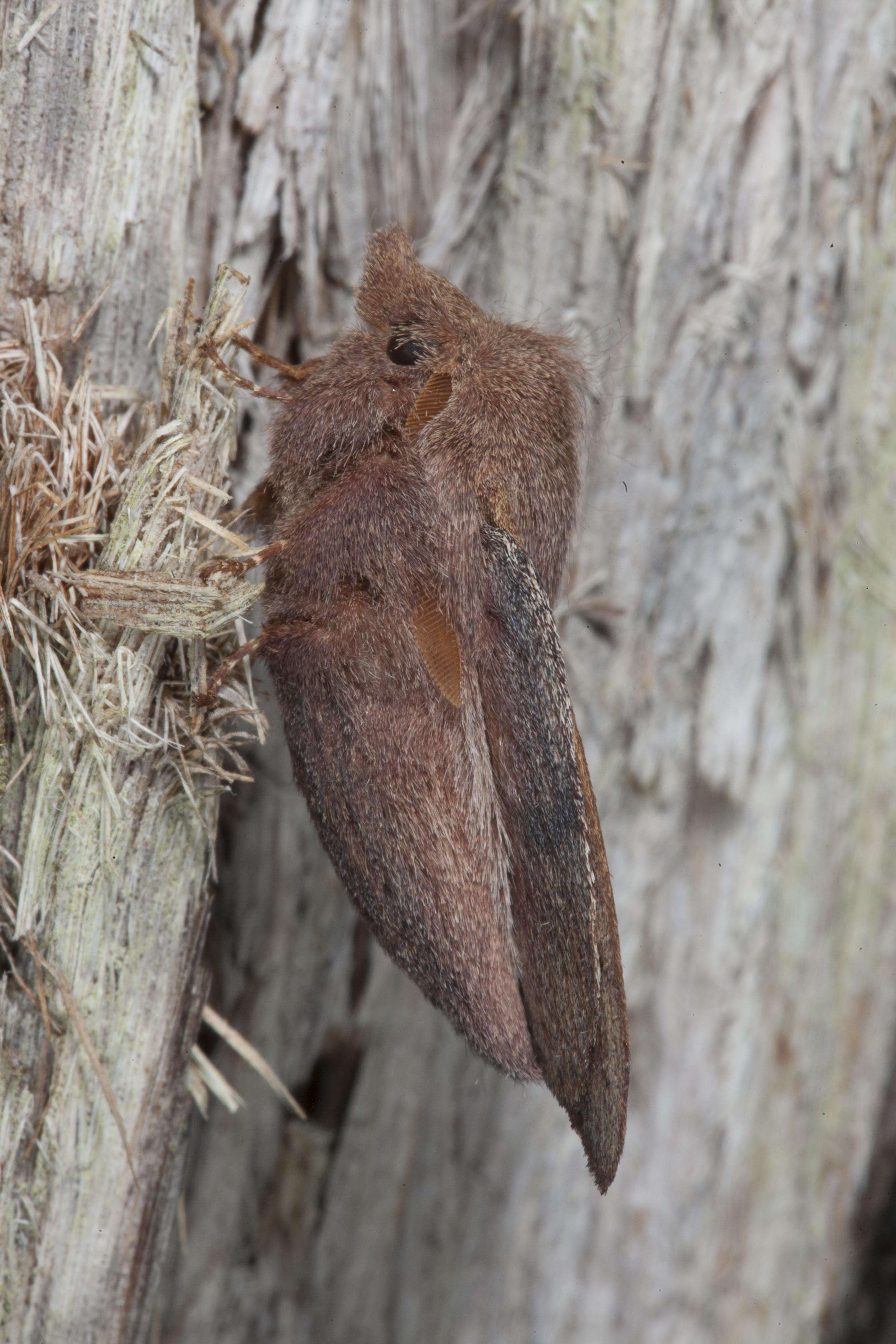 Image of Lasiocampoidea