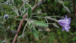 Image of Ruellia paniculata L.