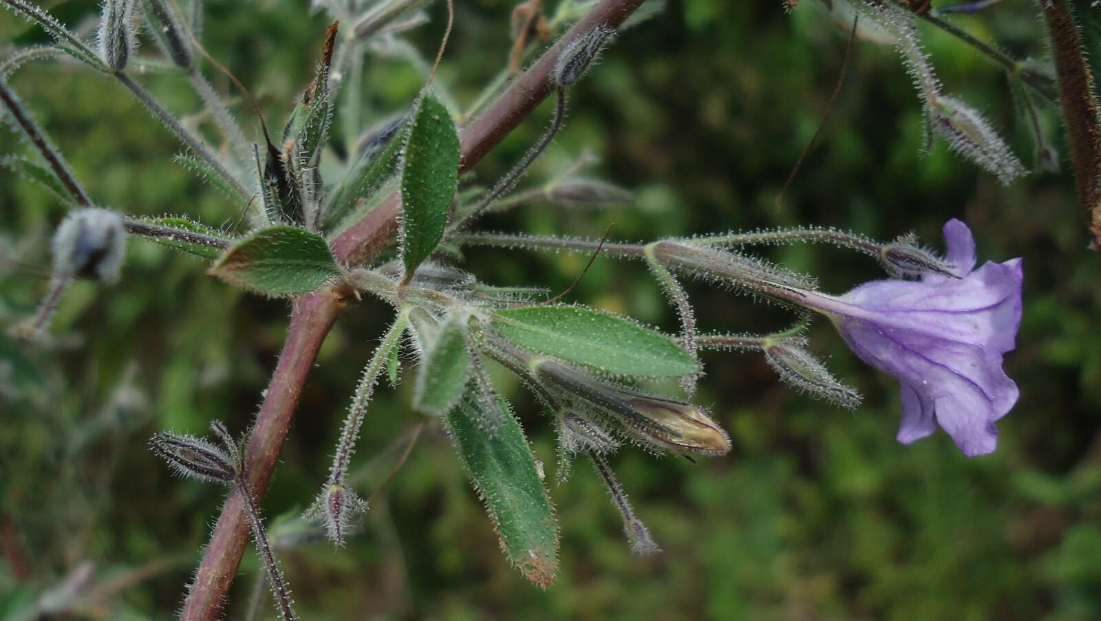 Image of Ruellia paniculata L.