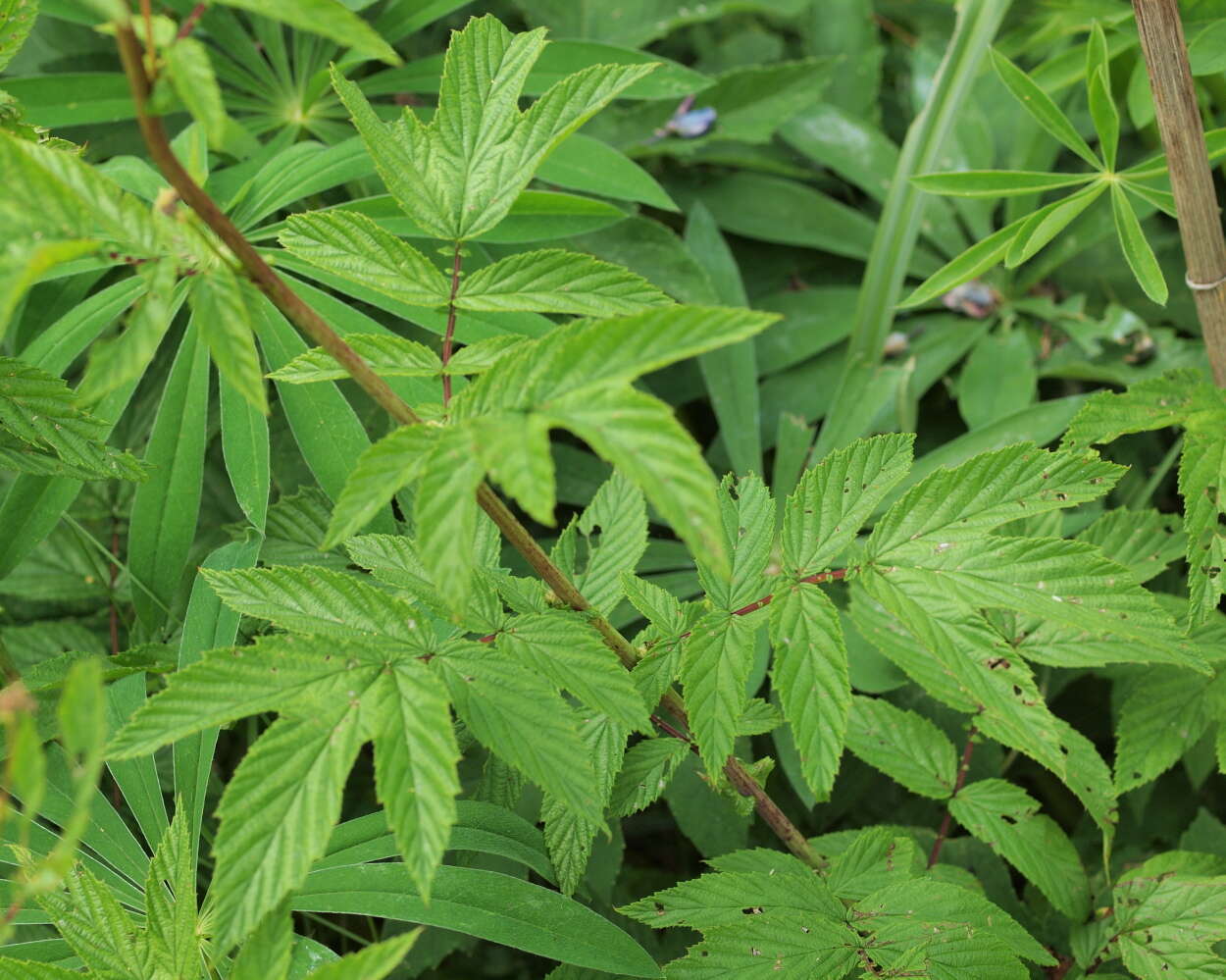 Plancia ëd Filipendula