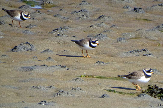 Image of Charadrius hiaticula hiaticula Linnaeus 1758