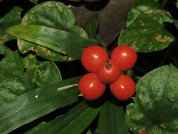 Image of Geophila cordifolia Miq.