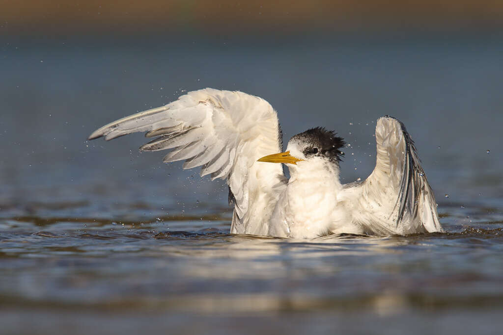 Image of Crested Tern