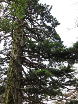 Image of umbrella-pine family