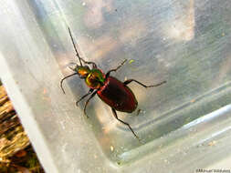 Image of ground beetles