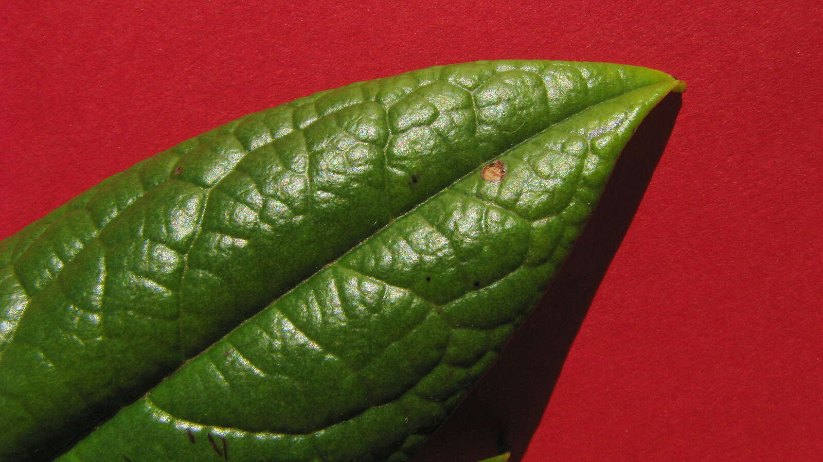 Image of Diospyros gaultheriifolia Mart. ex Miq.