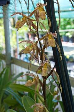 Image of Kolopaking's Paphiopedilum