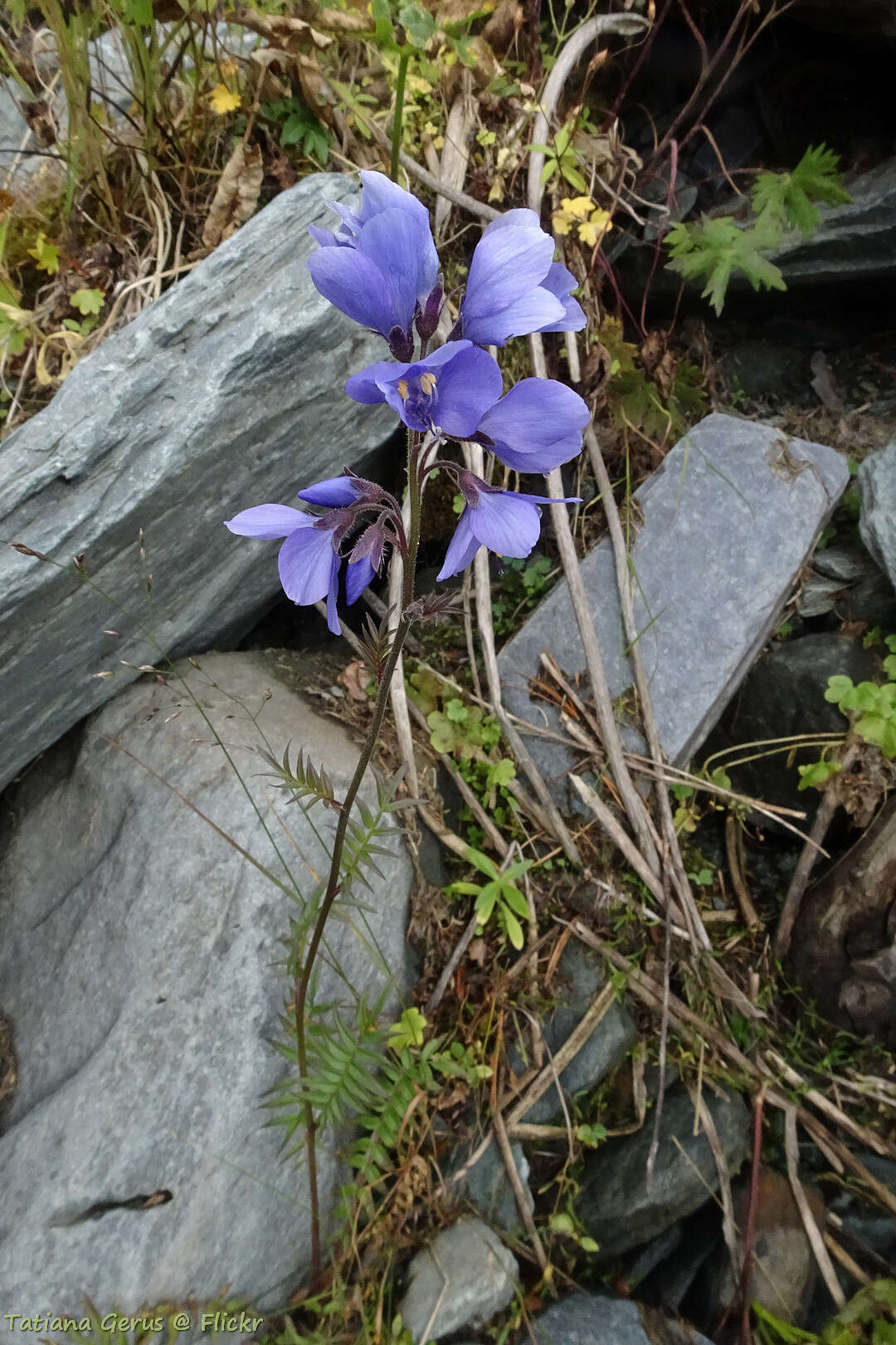 Image of Jacob's-ladder