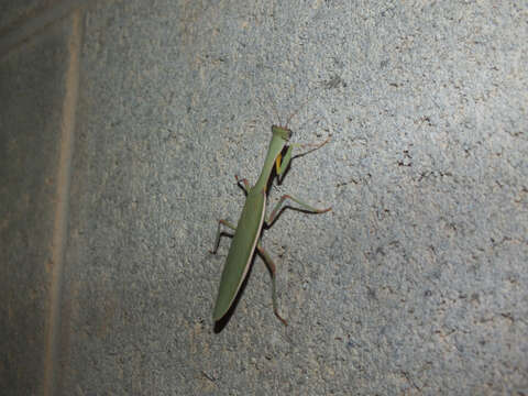 Image of praying mantises