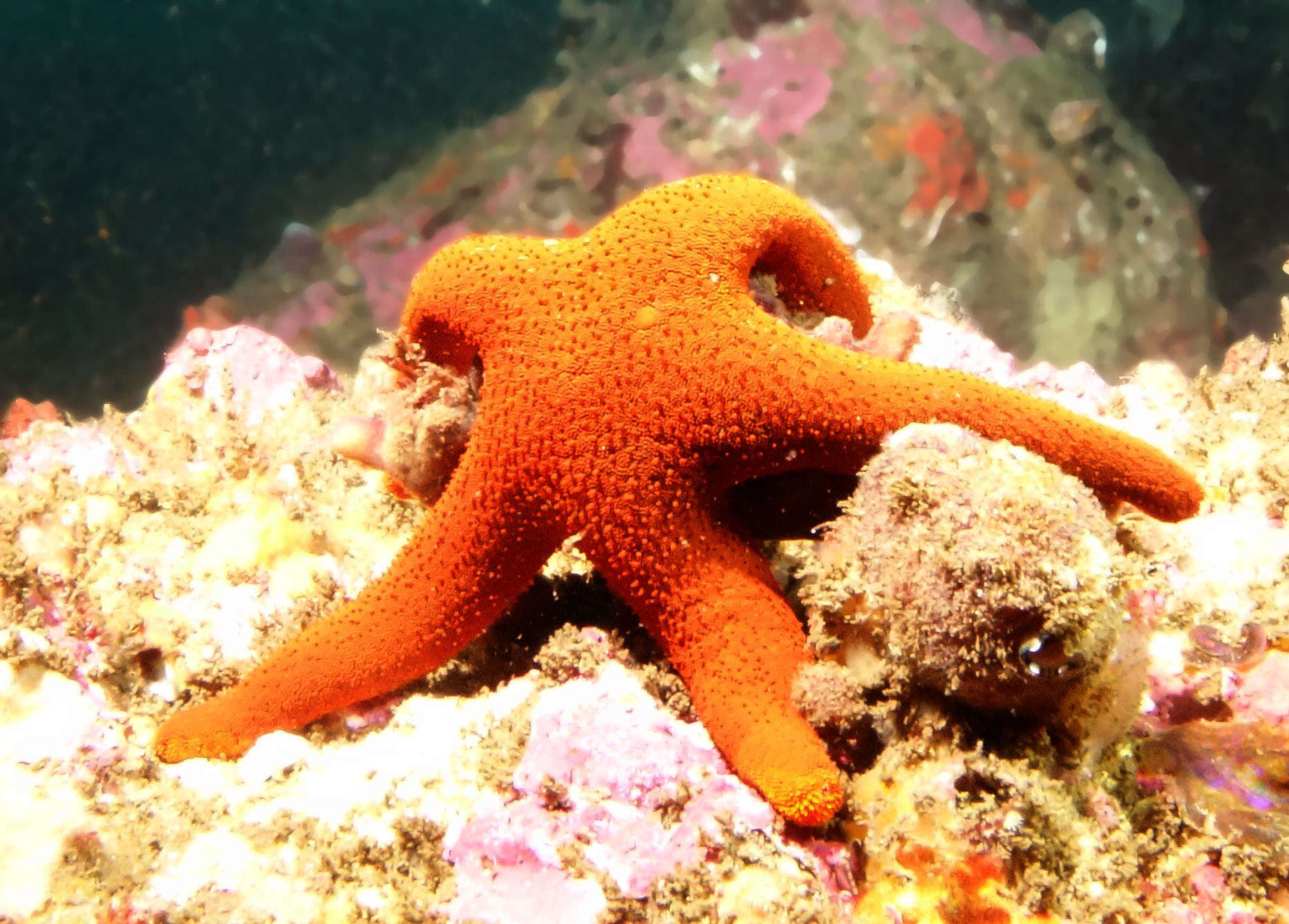 Image of Fromia polypora H. L. Clark 1916