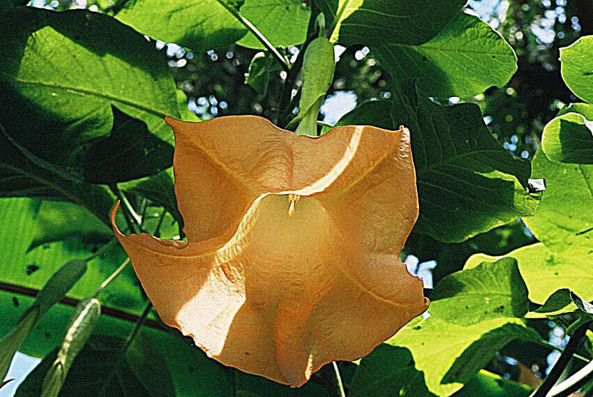 Image of brugmansia