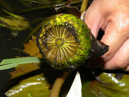 Image of waterlily