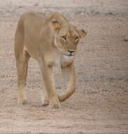 Image of big cats