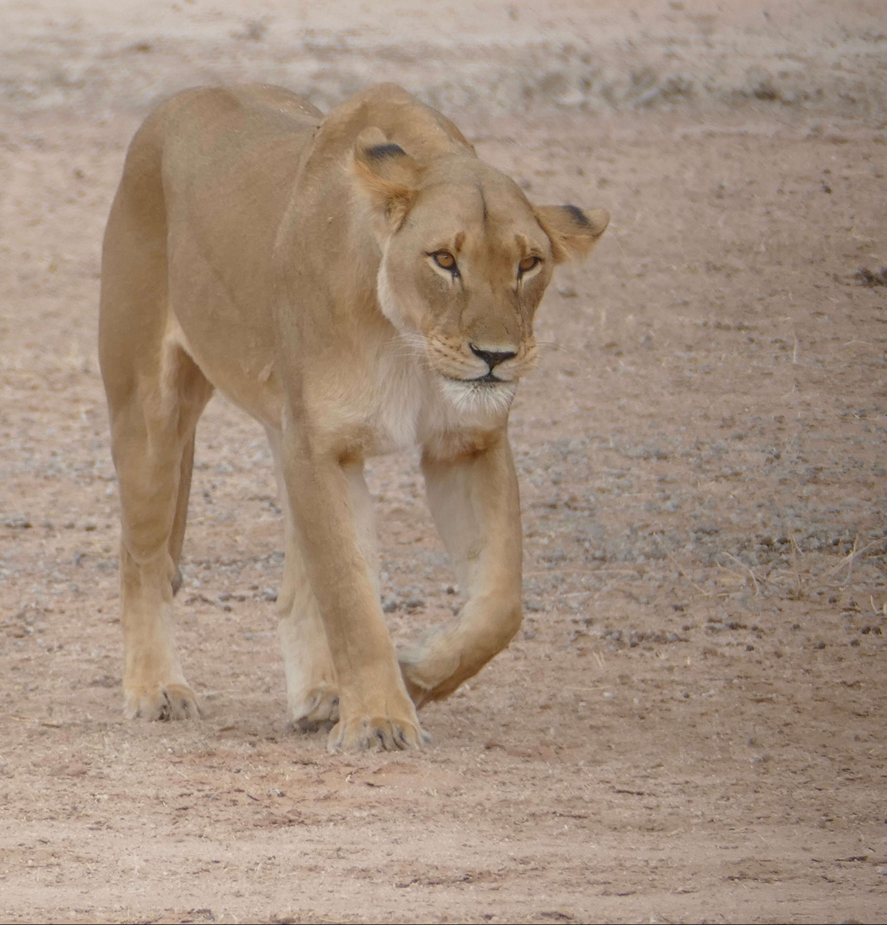 Image of big cats