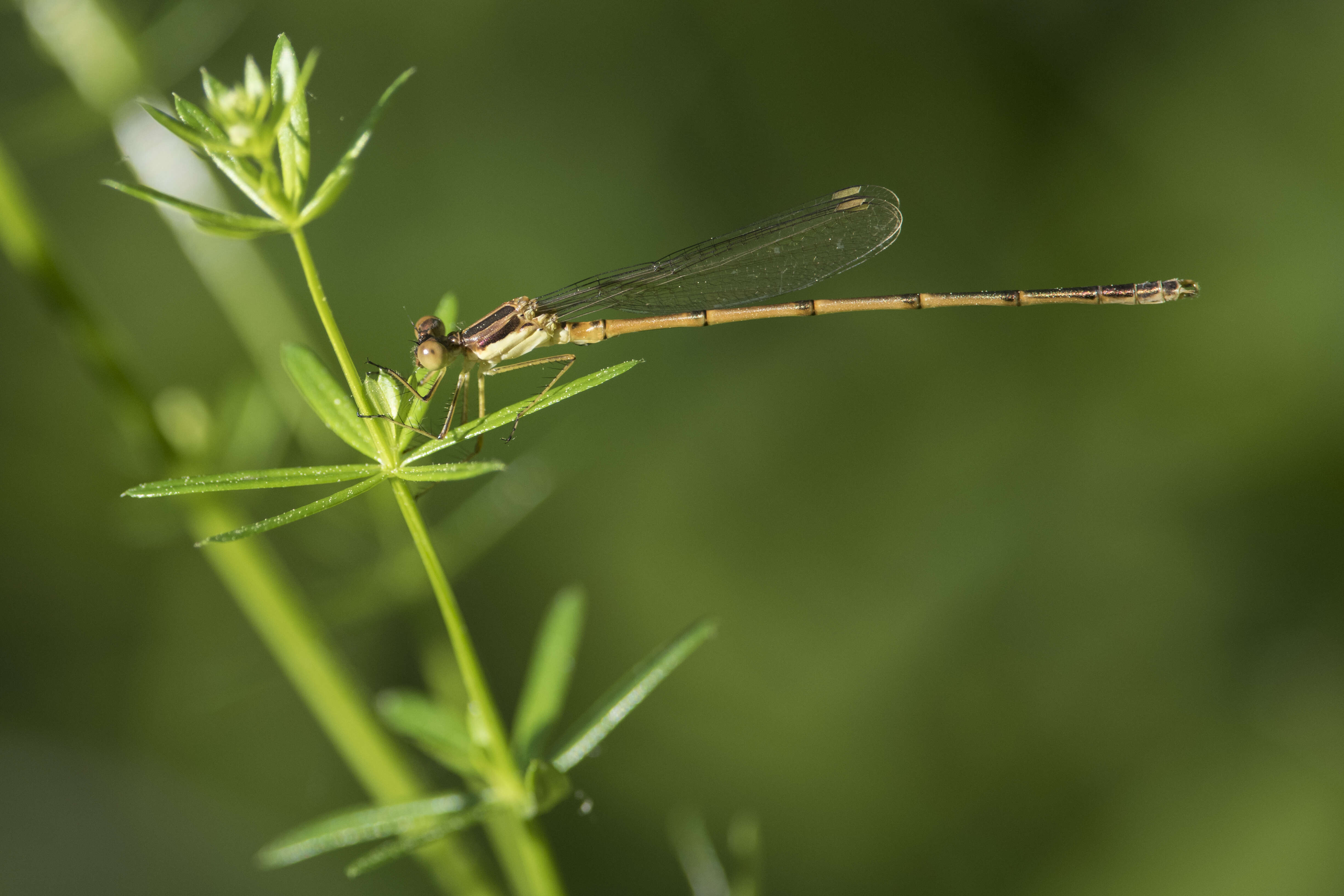 Image of Slender Spreadwing