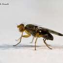 Image of Cereal Fly