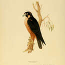 Image of Falco peregrinus peregrinator Sundevall 1837