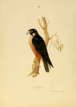 Image of Falco peregrinus peregrinator Sundevall 1837