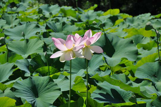 Image of lotus