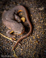 Image of Western North American newts