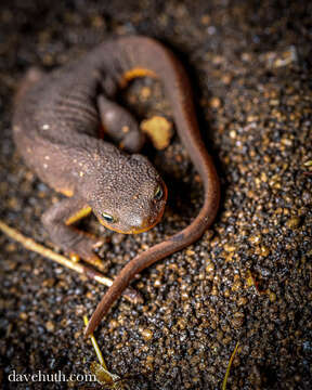 Image of Rough-skinned Newt