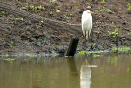 Image of Great Egret