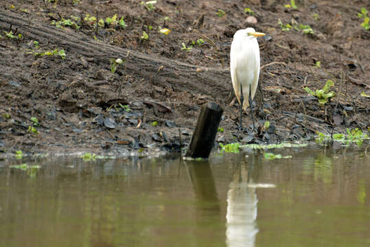 Image of Great Egret