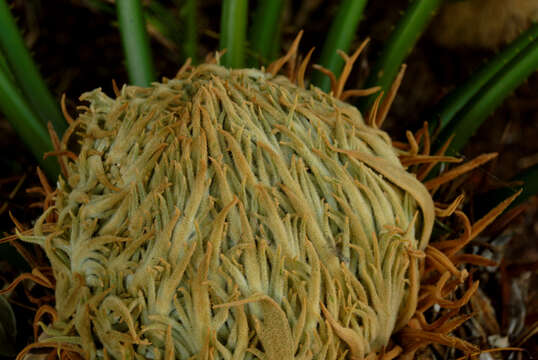 Image of Sago Palm