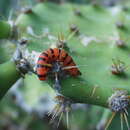 Image of Tropical Cactus Borer