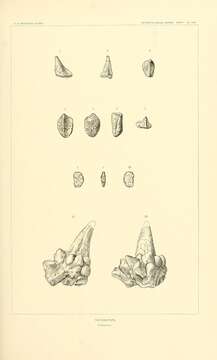 Image of ceratopsians