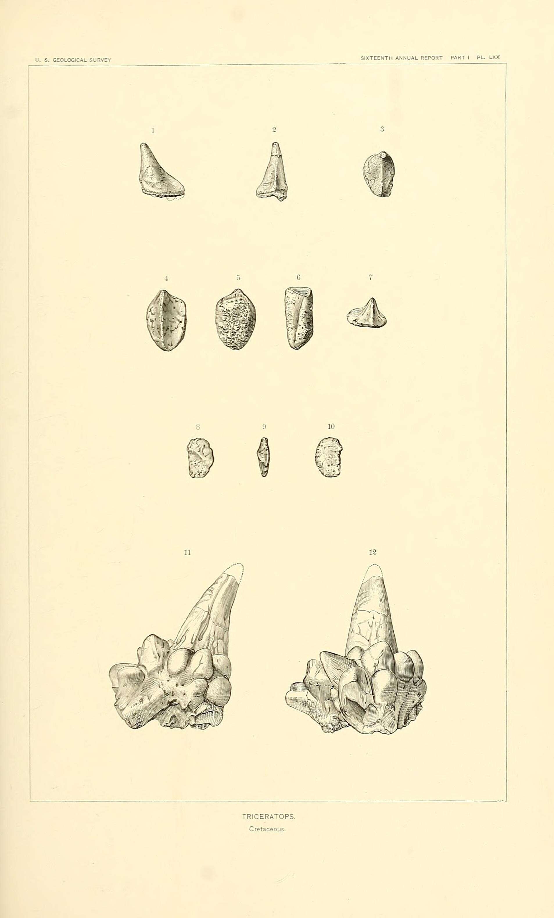 Image of ceratopsians