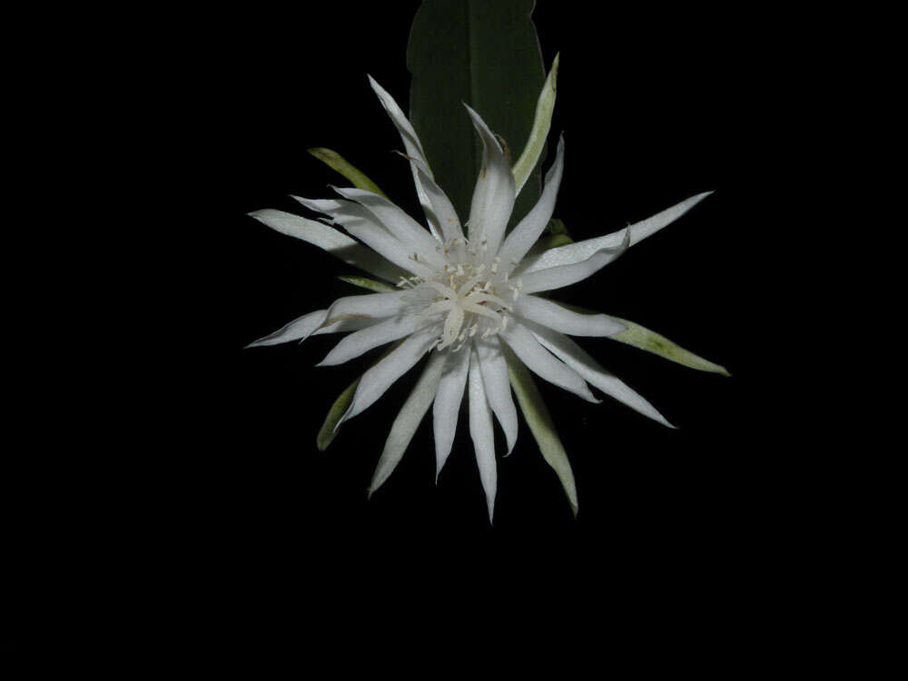 Image of climbing cactus