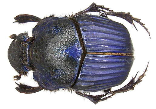 Imagem de Phanaeus (Phanaeus) amethystinus Harold 1863