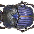 Слика од <i>Phanaeus amethystinus guatemalensis</i>