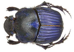 Слика од Phanaeus (Phanaeus) amethystinus Harold 1863