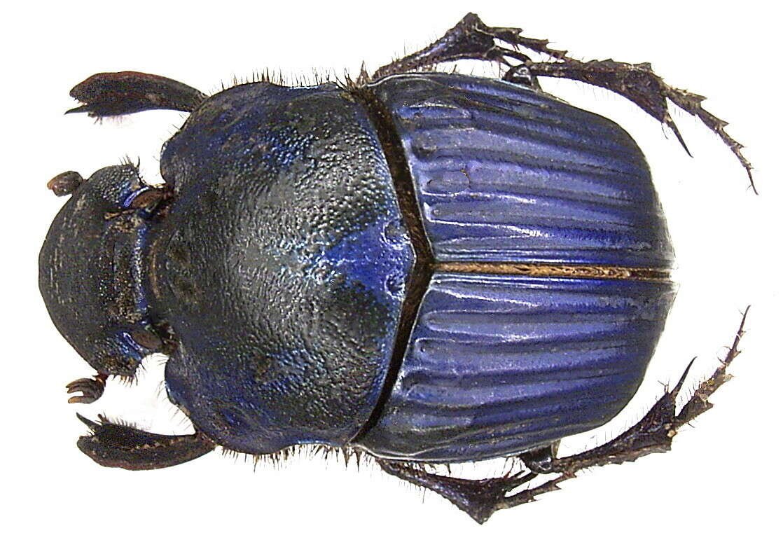 Слика од <i>Phanaeus amethystinus guatemalensis</i>