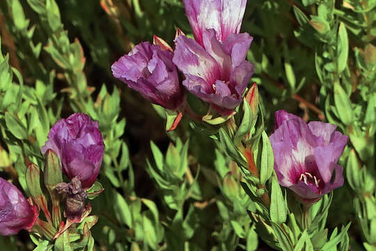 Слика од Clarkia imbricata H. & M. Lewis