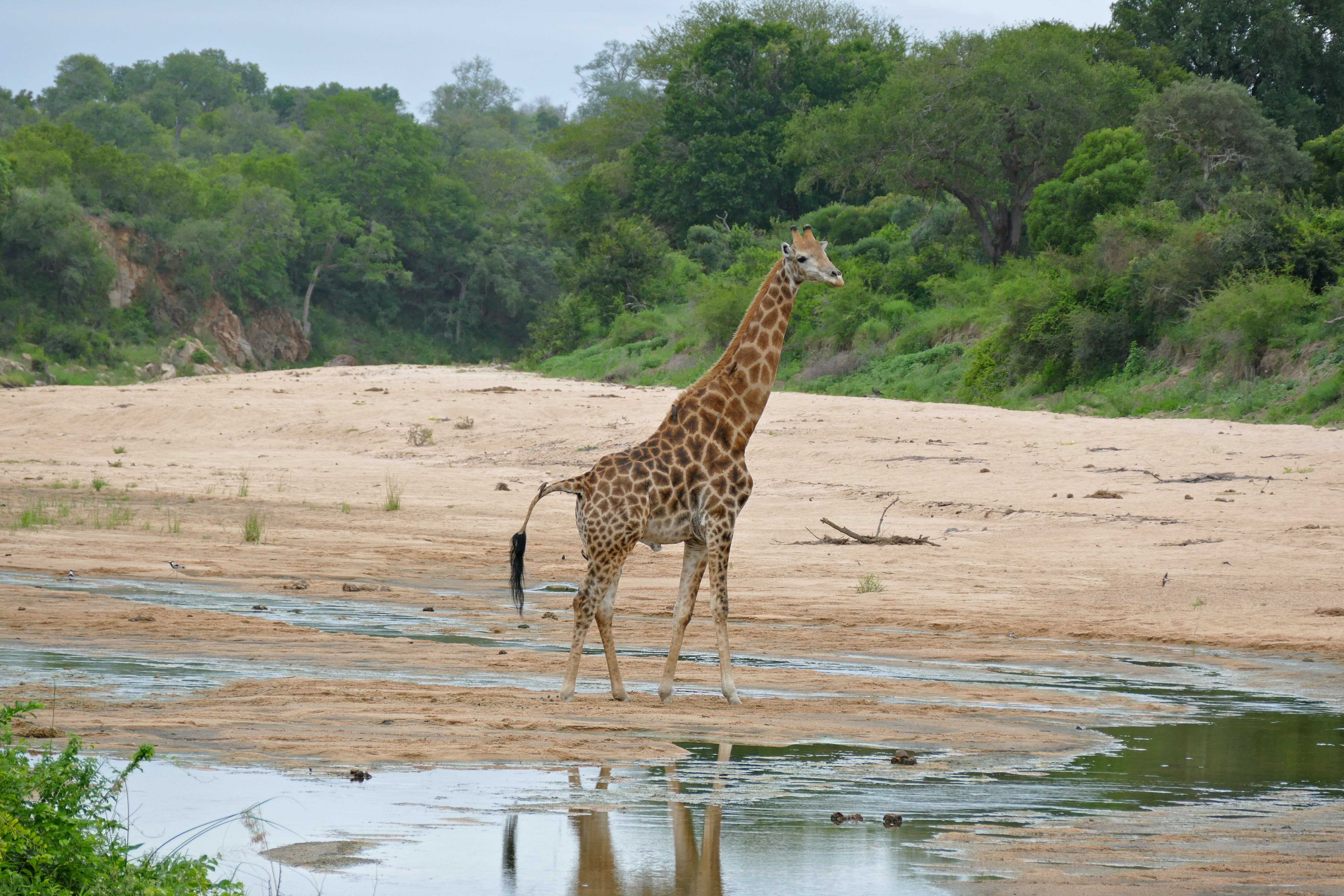 Image of Giraffes