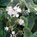 Image of Begonia tomentosa Schott