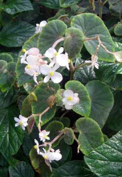 Image of Begonia tomentosa Schott