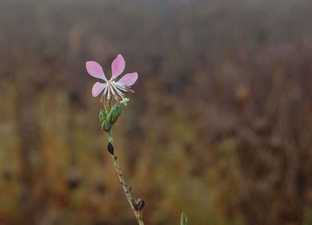 Imagem de Oenothera gaura W. L. Wagner & Hoch