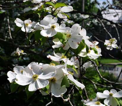 Image of flowering dogwood