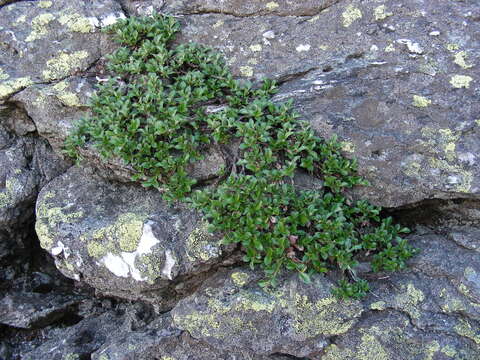 Image of bearberry willow