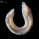 Image of Hamlet's ophelia worm